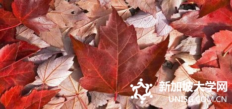 新加坡百汇护理学院申请条件介绍