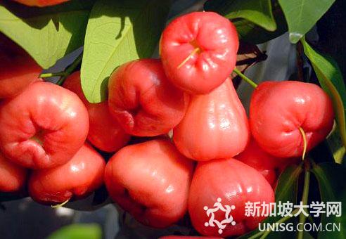 在新加坡你不可错过的十大热带水果